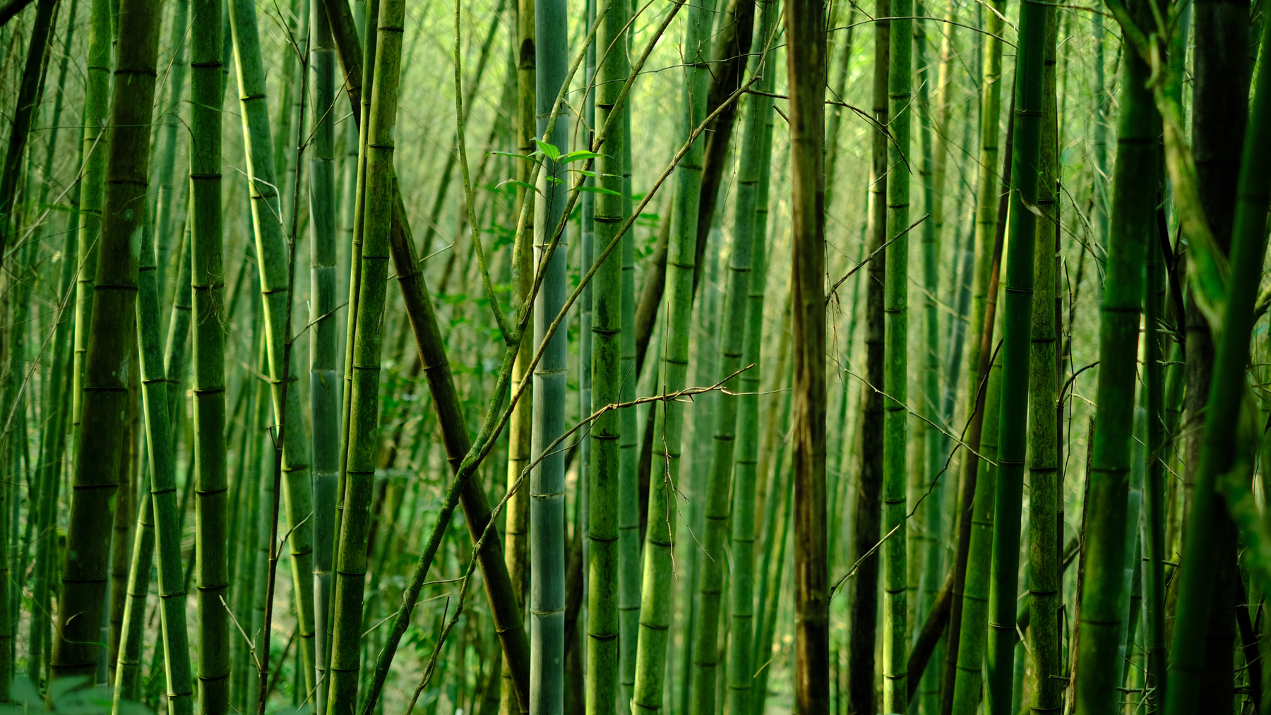Breaking Bamboo: Sustainable Saviour or Greenwashing Gambit?