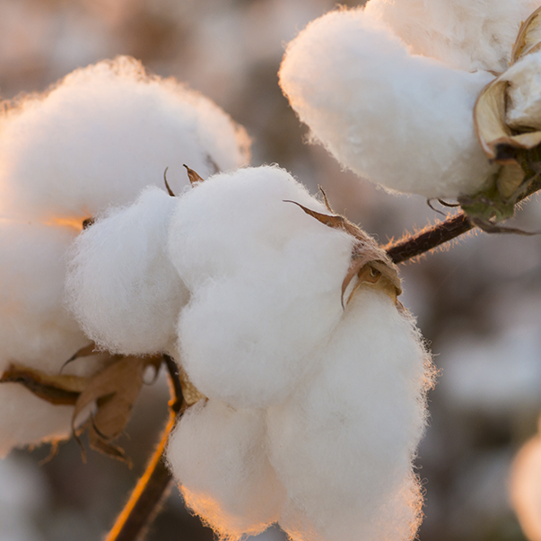Why Organic Cotton is Good for Your Health
